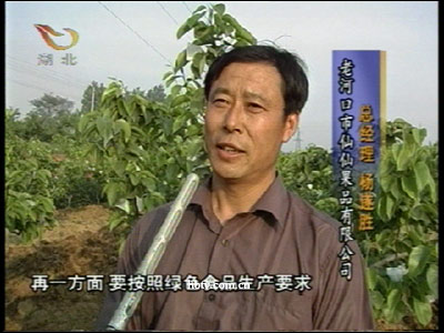 杨遂胜:一棵致富的桃树成就了一个千万富翁