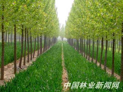 荣昌木业有限公司速生丰产林基地。