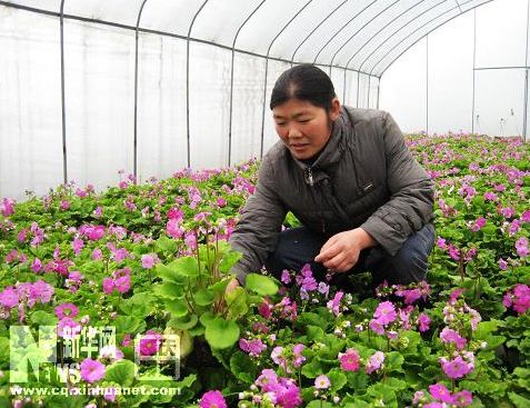 花卉增收