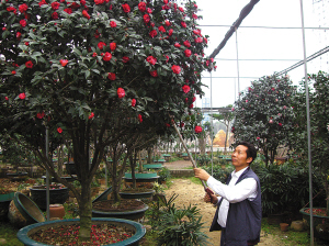 吴湛峰正在其茶花园修剪茶花树