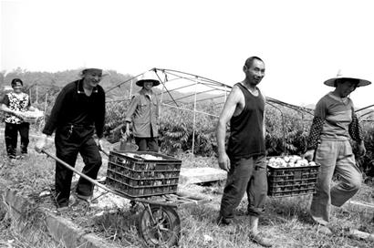 油桃住大棚 卖家挑买家