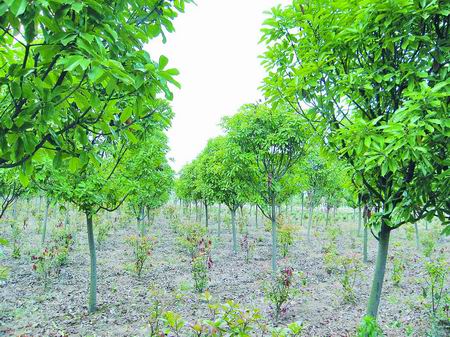河南鄢陵10万亩园区升级花卉产业