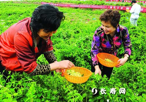 山东平邑：种植金银花 走上幸福路