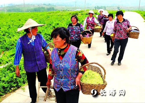 山东平邑：种植金银花 走上幸福路