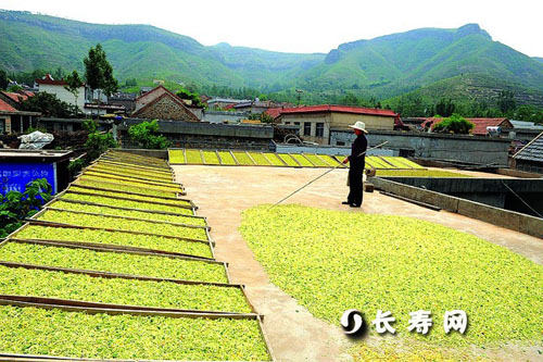 山东平邑：种植金银花 走上幸福路