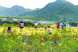 玉米地改种花草 花乡延庆成色彩海洋