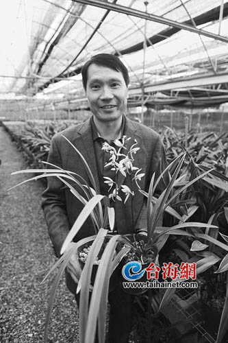 张森苗：种30亩兰花年销售额数百万