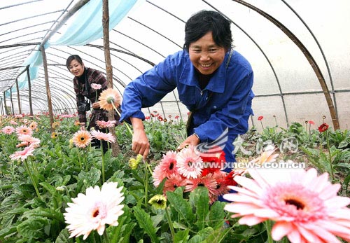 花艳人欢