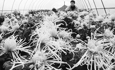山东“延迟秋菊”俏销（图）
