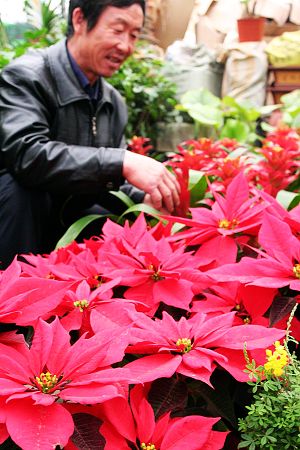 昨日,记者在银川市的某花卉市场看到,前来购买观赏鲜花的顾客络绎不绝