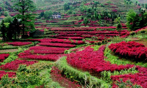 餘姚紅楓(櫻花)主產地為四明山鎮,四明山鎮位於餘姚最南端,地處四明山