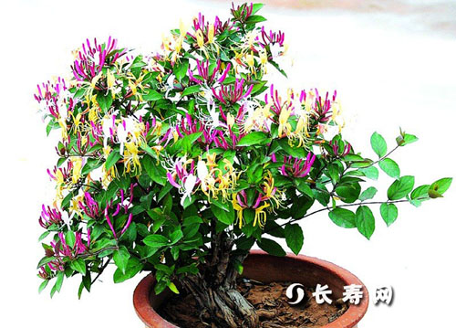 山东平邑种植金银花走上幸福路图